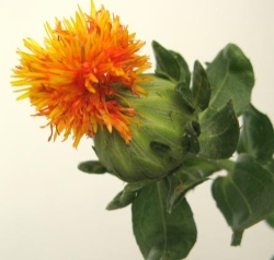 Health Benefits Of Safflower Oil